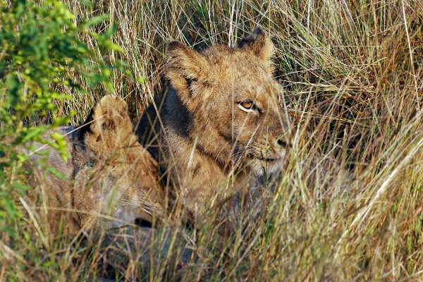 Löwenkinder im Krüger National Park
